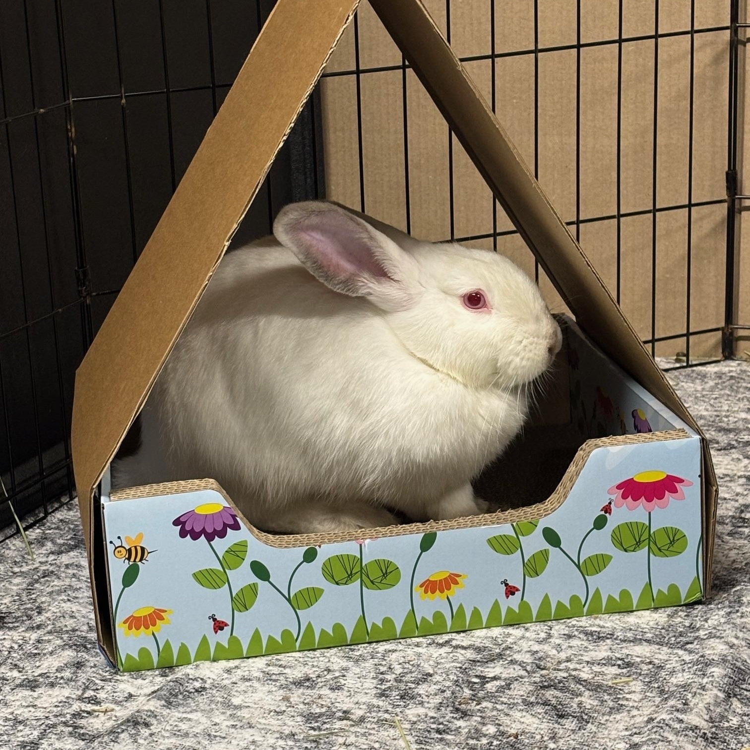Enlarge PEAR (YOUNG SPAYED FEMALE) FOSTER OR ADOPTER NEEDED, a Adoptable Bunny Rabbit in Forest Hills, NY image 4/5