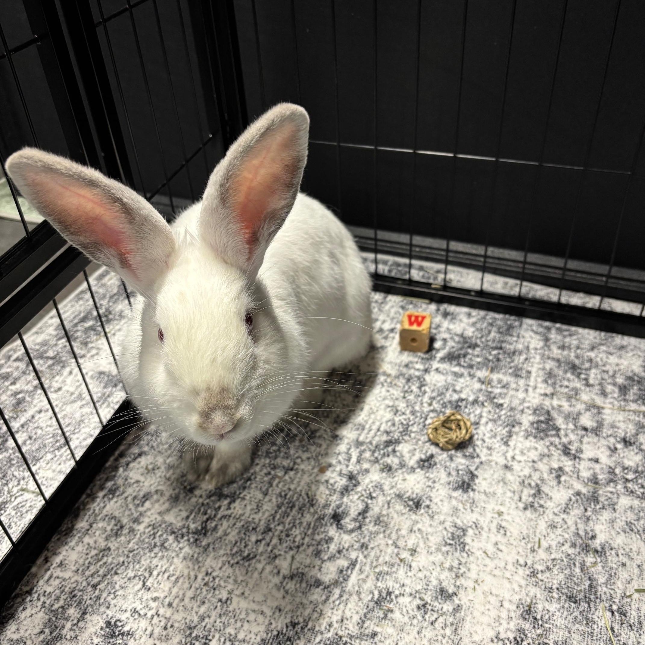 Enlarge PEAR (YOUNG SPAYED FEMALE) FOSTER OR ADOPTER NEEDED, a Adoptable Bunny Rabbit in Forest Hills, NY image 5/5