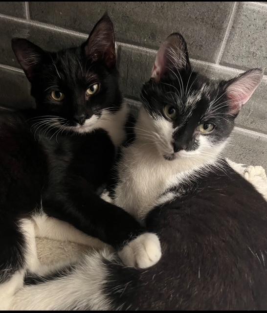 Doyle & Chaucer: Two Dapper Gentlemen, Adoptable, Young Male Domestic Short Hair.