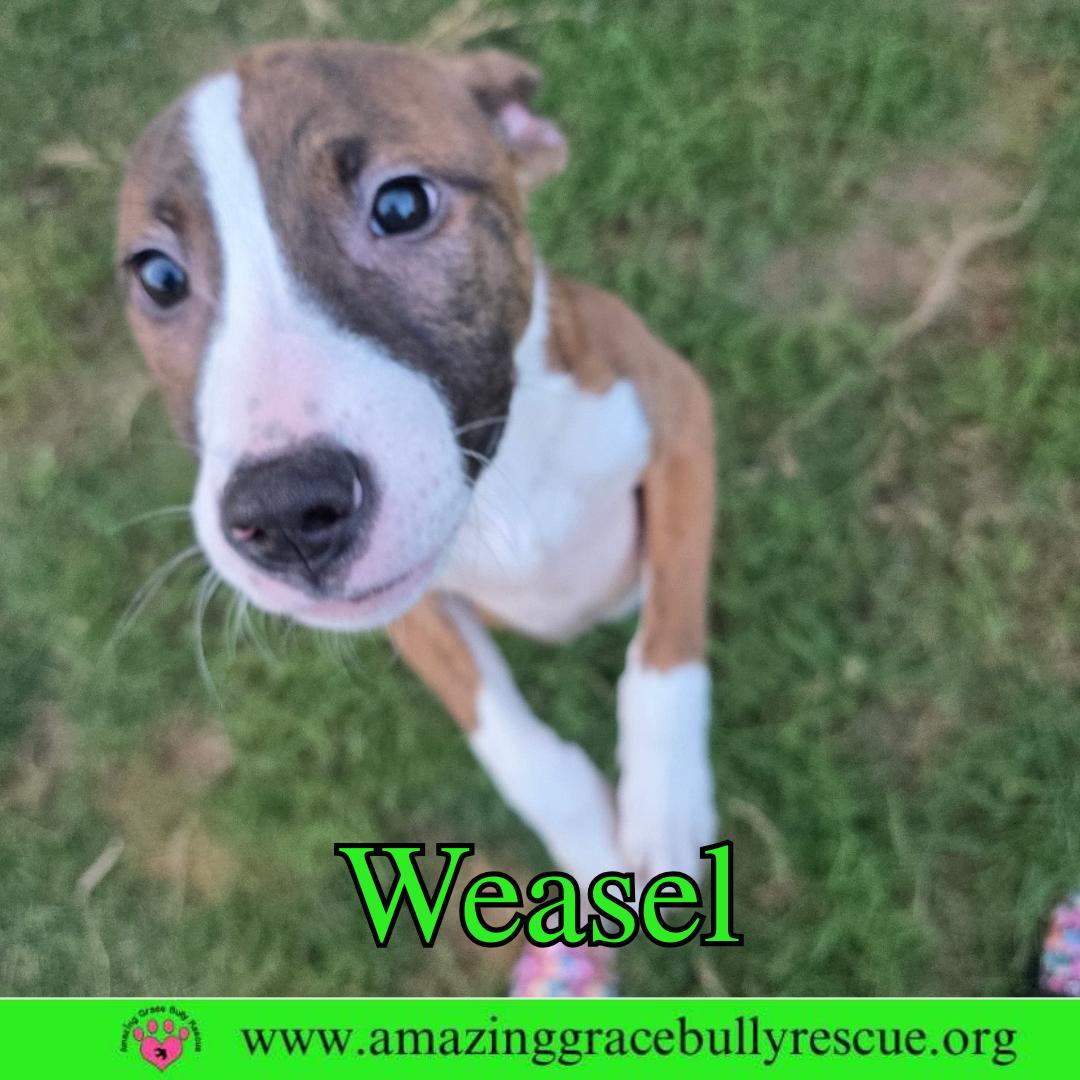 Enlarge Weasel, a Adoptable mixed breed in Pensacola, FL image 1/3