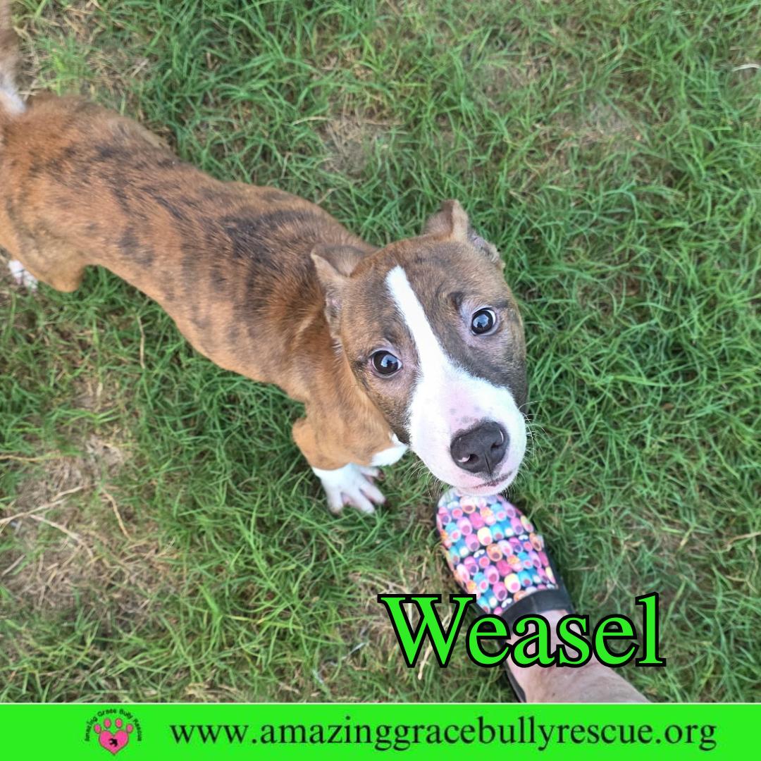 Enlarge Weasel, a Adoptable mixed breed in Pensacola, FL image 2/3