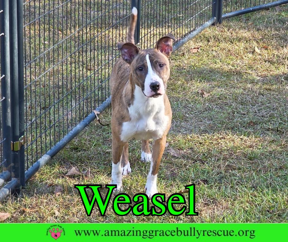 Enlarge Weasel, a Adoptable mixed breed in Pensacola, FL image 3/3