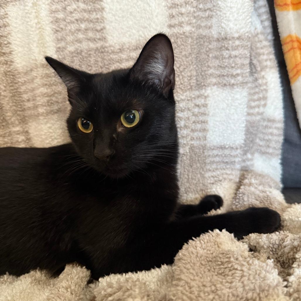 Tempura, Adoptable, Young Female Domestic Short Hair.