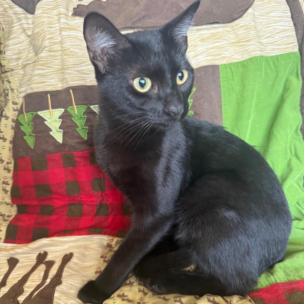 Enlarge Tempura, a Adoptable Domestic Short Hair in Brea, CA image 2/6