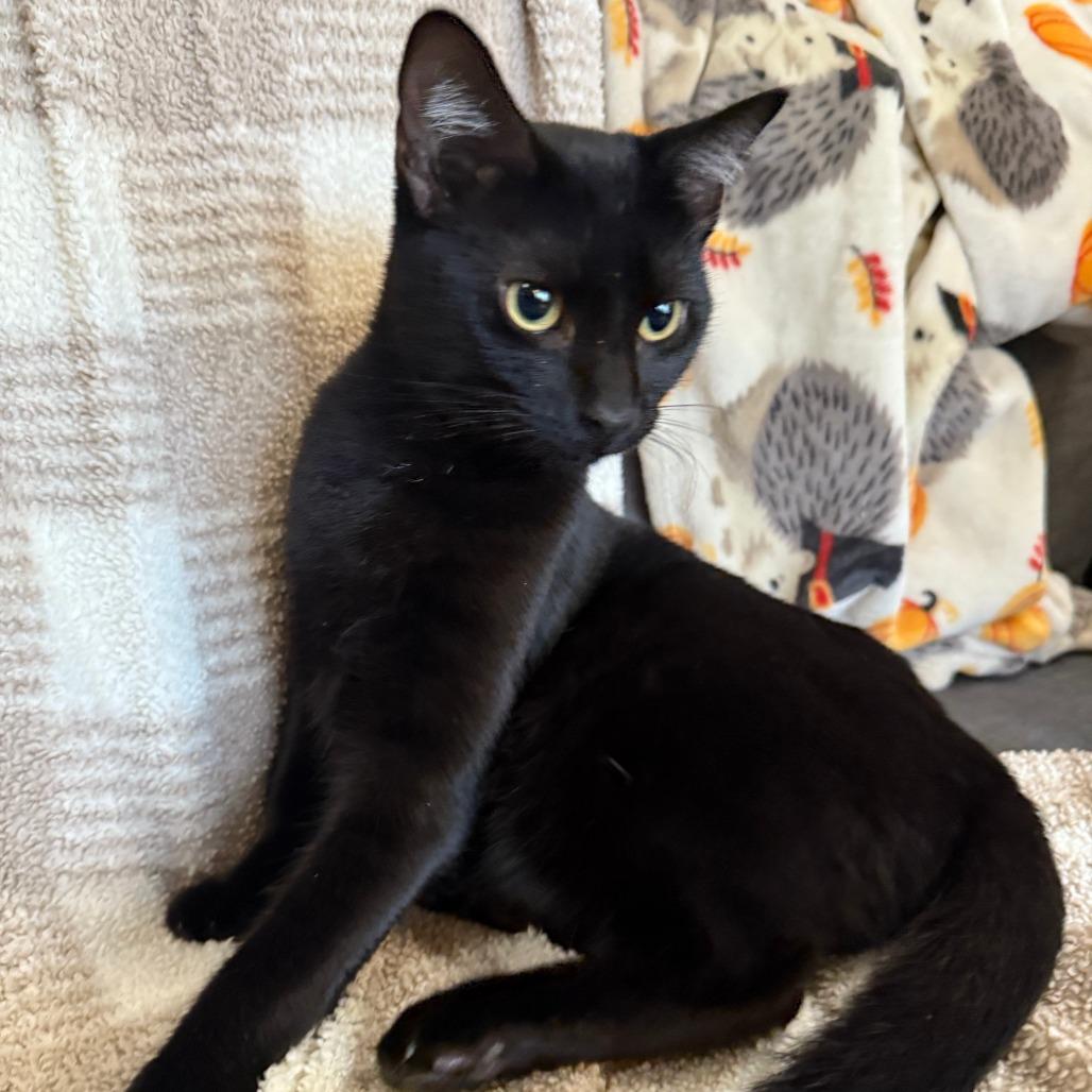 Enlarge Tempura, a Adoptable Domestic Short Hair in Brea, CA image 3/6