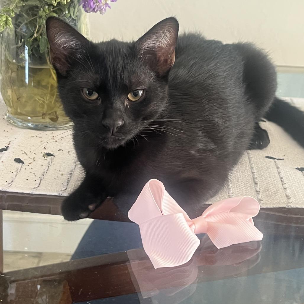 Enlarge Tempura, a Adoptable Domestic Short Hair in Brea, CA image 4/6