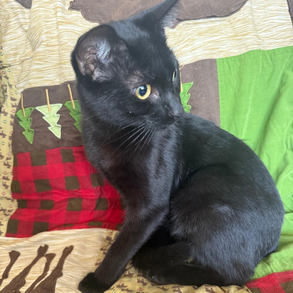 Enlarge Tempura, a Adoptable Domestic Short Hair in Brea, CA image 5/6