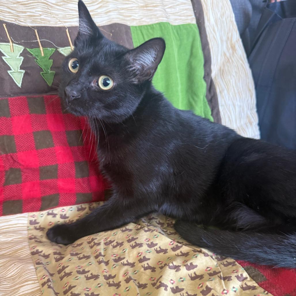 Enlarge Tempura, a Adoptable Domestic Short Hair in Brea, CA image 6/6