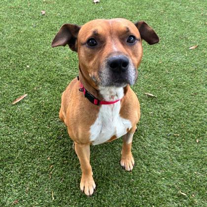 Enlarge Henry, a Adoptable mixed breed in Gastonia, NC image 1/1