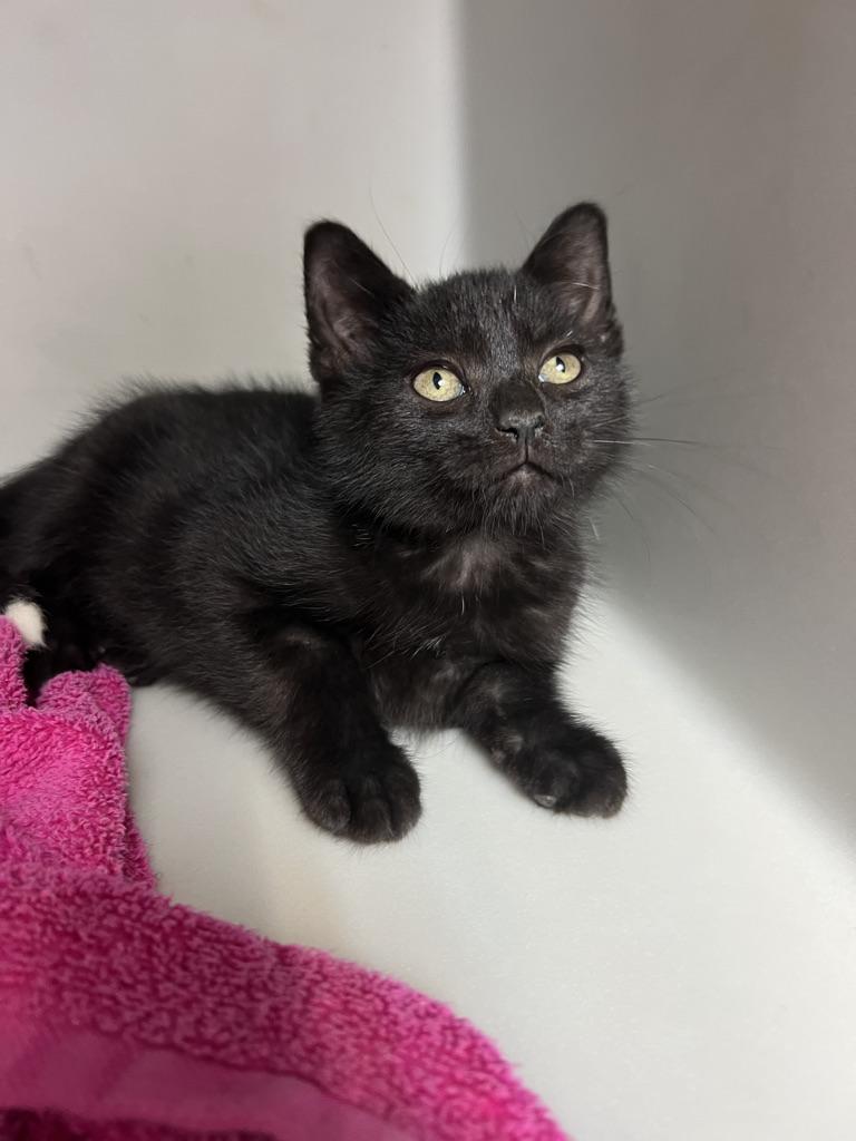 Bagheera photo 2