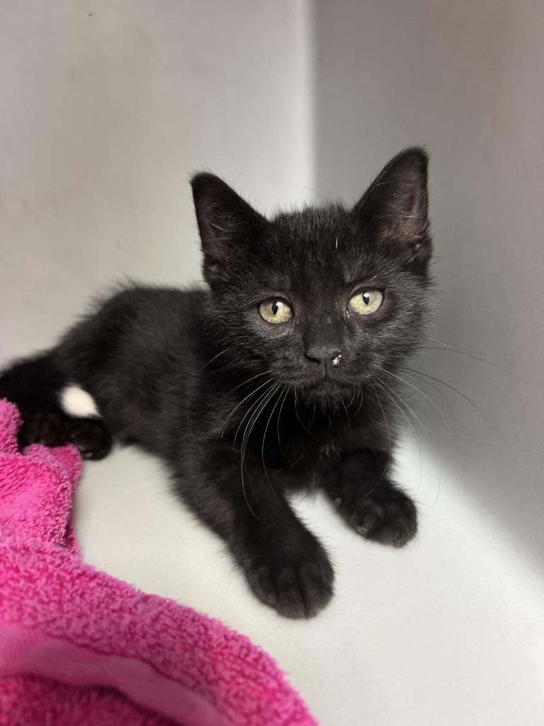 Bagheera, Young Male unknown