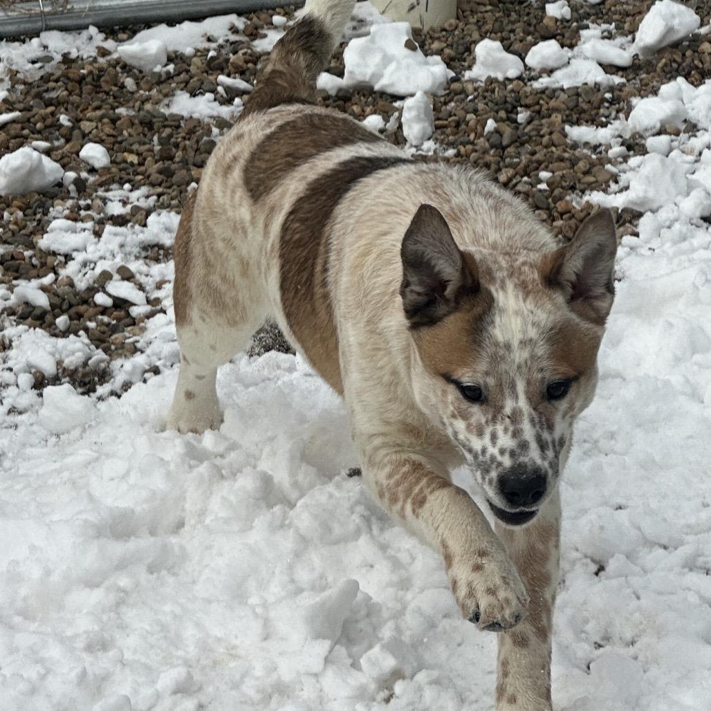 Reggie, a Adoptable mixed breed in Chariton, IA image 1/4
