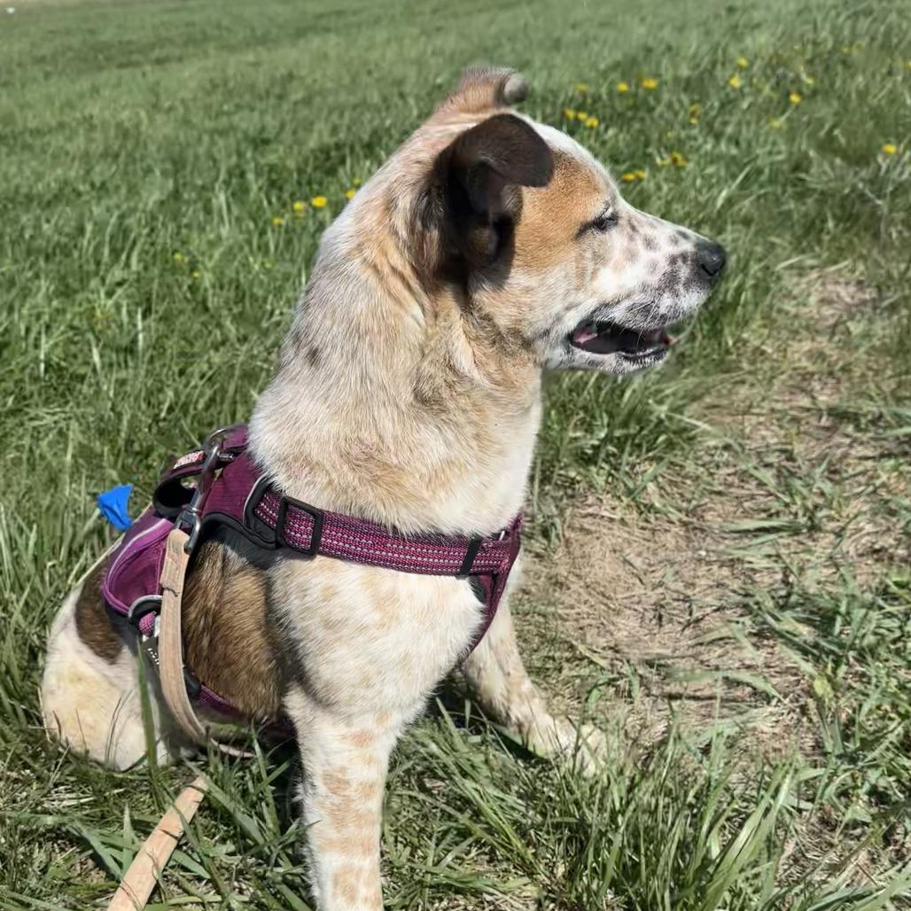 Reggie, a Adoptable mixed breed in Chariton, IA image 2/4