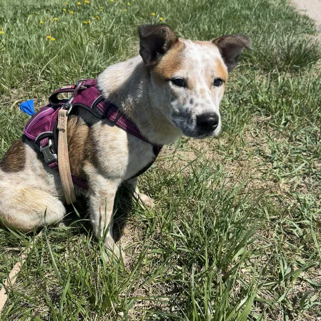 Reggie, a Adoptable mixed breed in Chariton, IA image 3/4