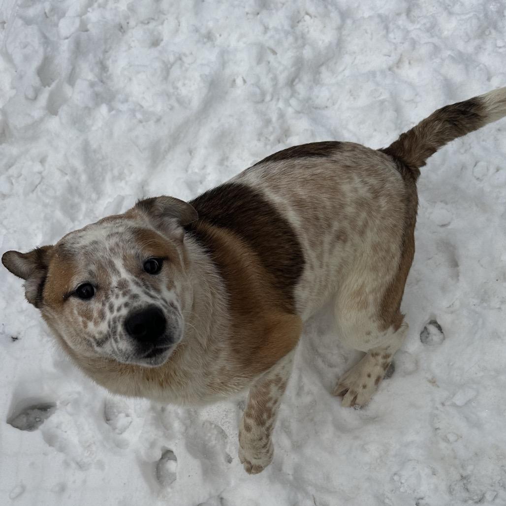 Reggie, a Adoptable mixed breed in Chariton, IA image 4/4