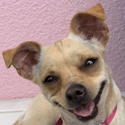Dolly, Adoptable, Young Female Mixed Breed & Mixed Breed.