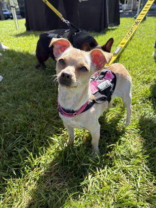 Dolly, a Adoptable mixed breed in Pleasanton, CA image 2/3