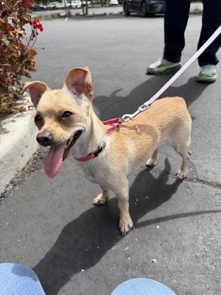 Dolly, a Adoptable mixed breed in Pleasanton, CA image 3/3