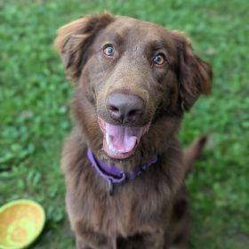 Millie, Adoptable, Adult Female Australian Shepherd & Mixed Breed.