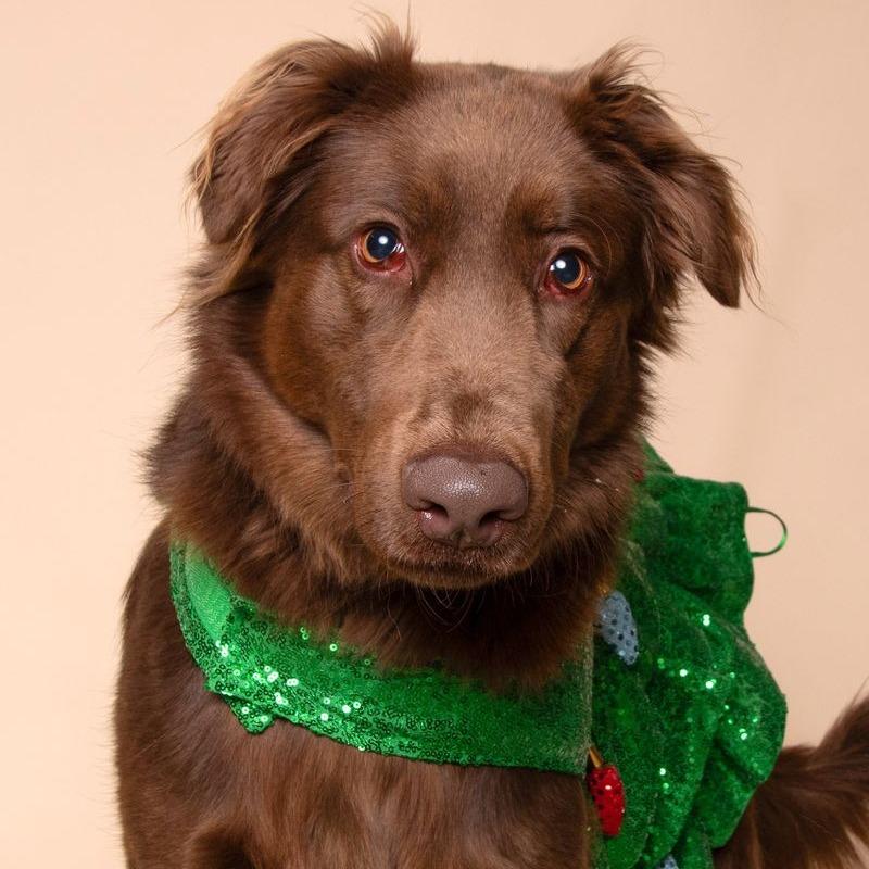 Enlarge Millie, a Adoptable mixed breed in Milan, IL image 2/6