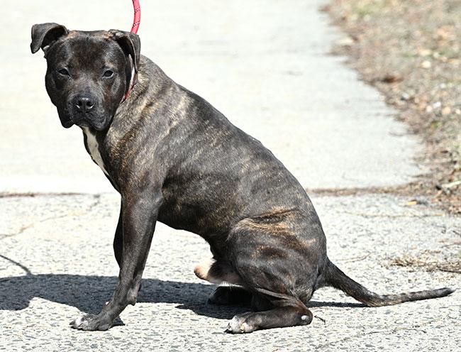 #10 Billy, a Adoptable Pit Bull Terrier in New Haven, CT image 3/4