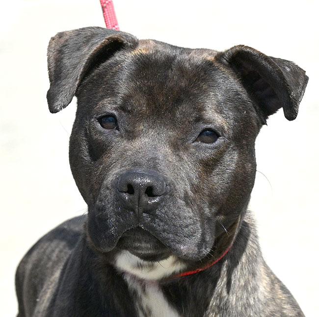 #10 Billy, a Adoptable Pit Bull Terrier in New Haven, CT image 1/4