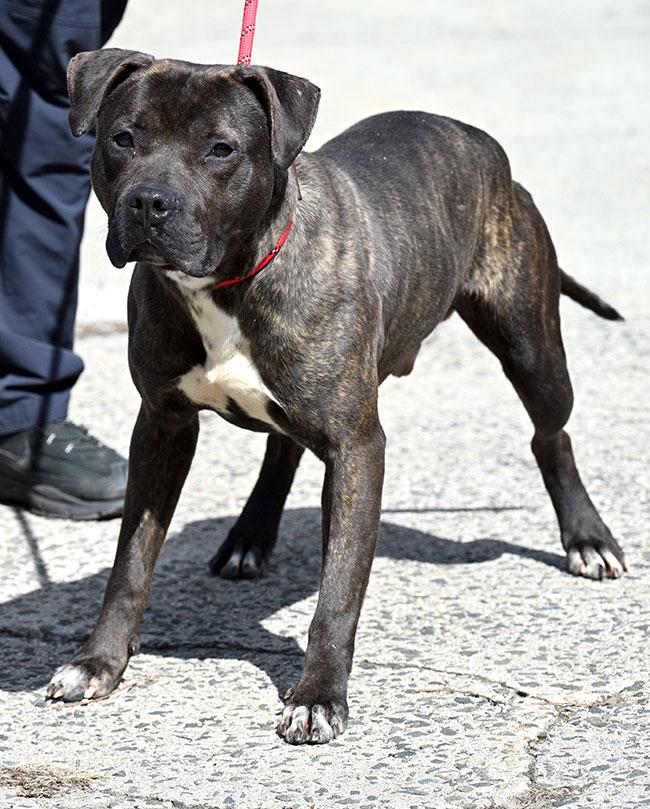#10 Billy, a Adoptable Pit Bull Terrier in New Haven, CT image 4/4