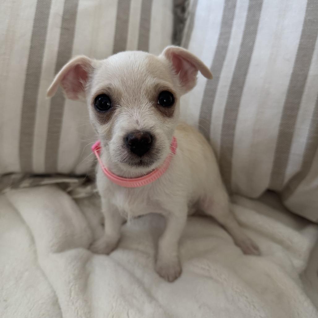 Opal, a Adoptable mixed breed in Las Vegas, NV image 1/3