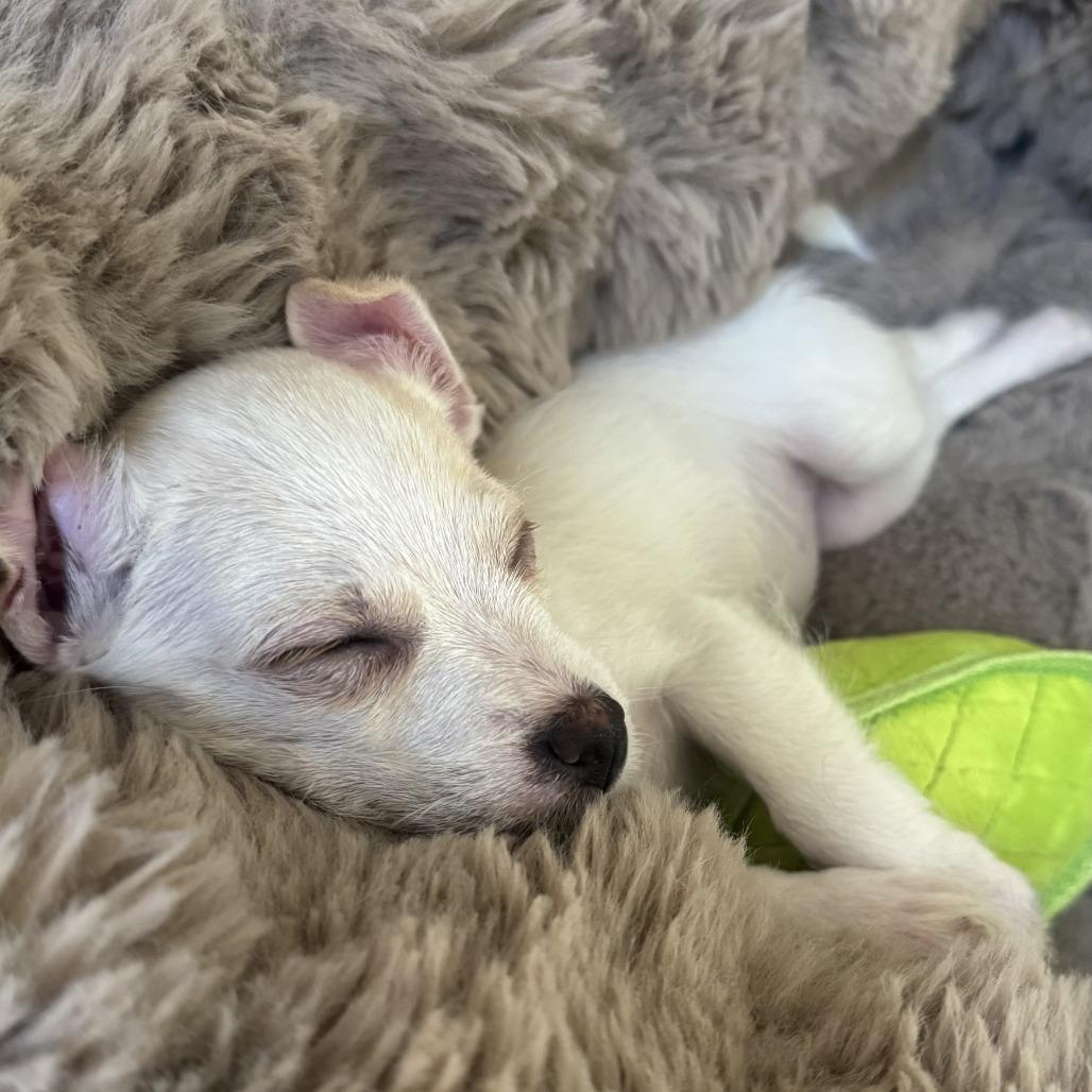 Opal, a Adoptable mixed breed in Las Vegas, NV image 2/3