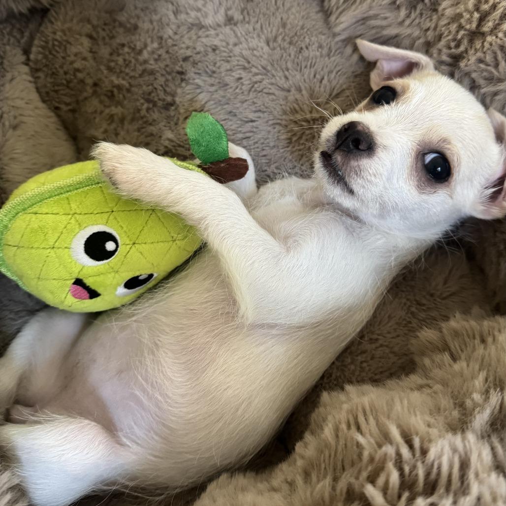 Opal, a Adoptable mixed breed in Las Vegas, NV image 3/3