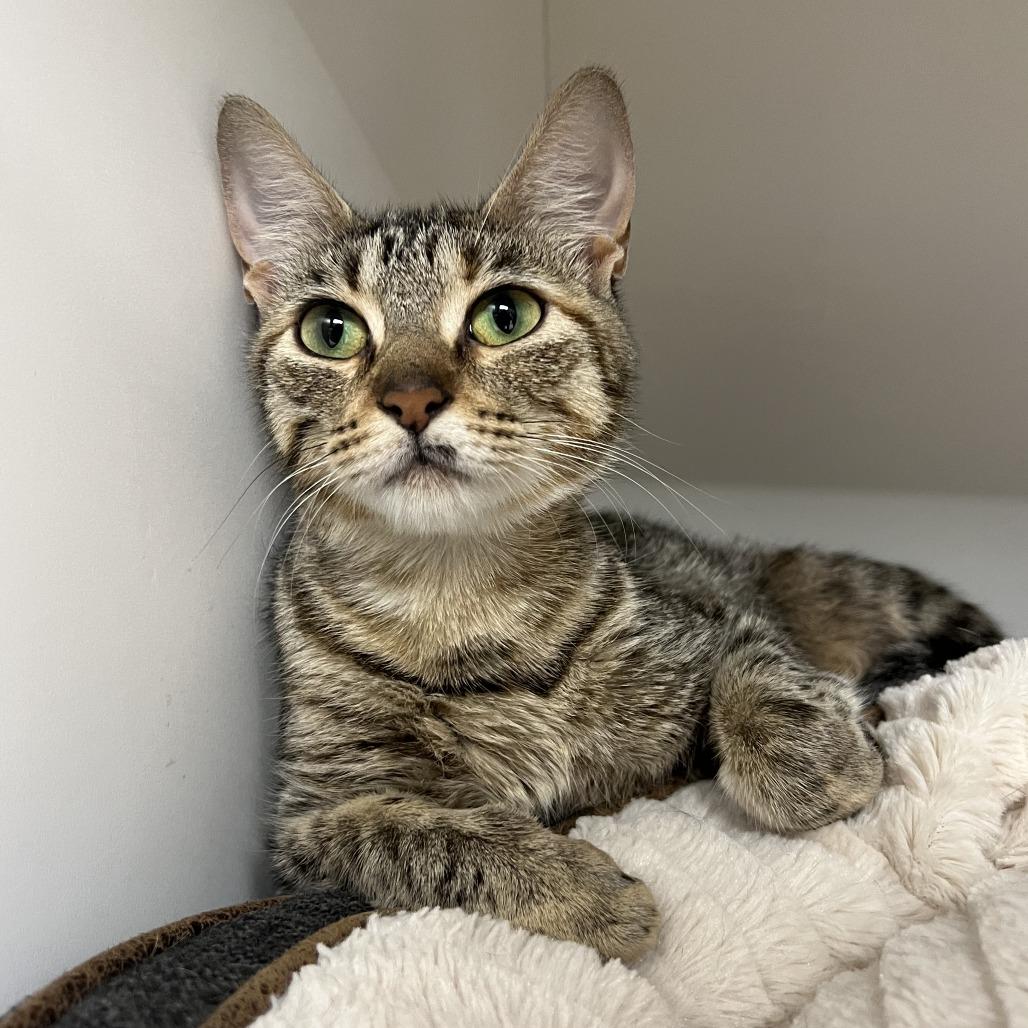 Queen, Adoptable, Adult Female Domestic Short Hair.