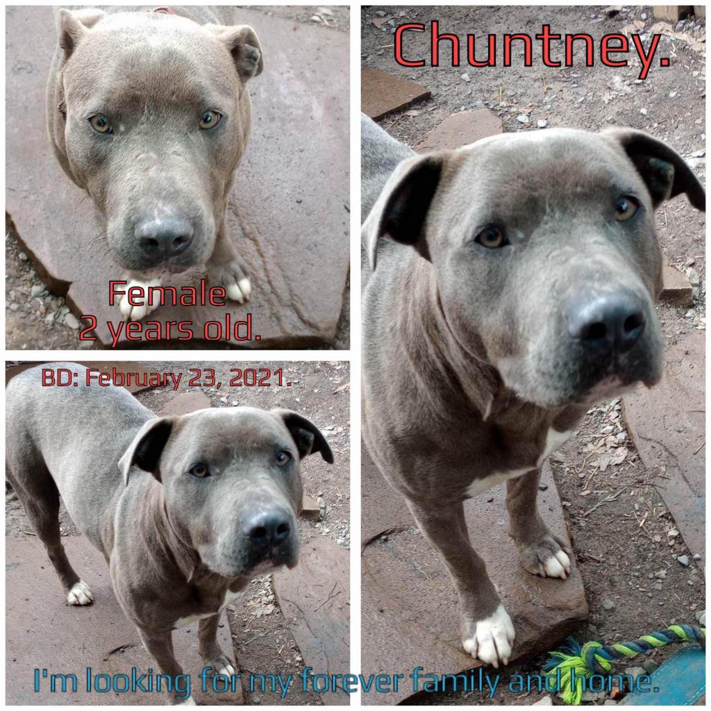 Chutney — thumbnail 2