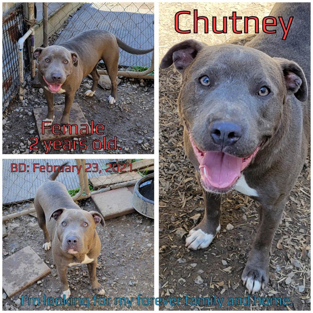 Chutney — thumbnail 3