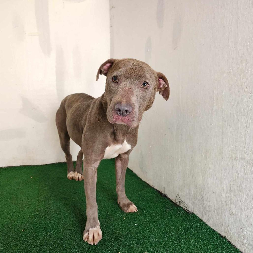 Chutney — thumbnail 4