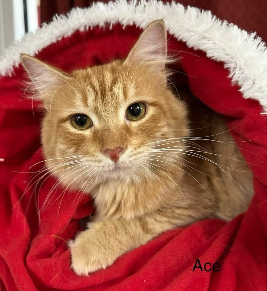 Ace bonded w/Adam, a Adoptable mixed breed in Ballwin, MO image 1/3