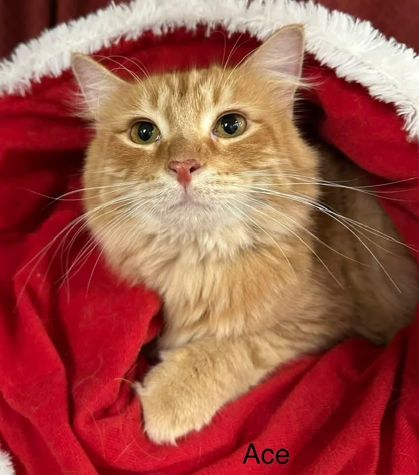 Ace bonded w/Adam, a Adoptable mixed breed in Ballwin, MO image 2/3