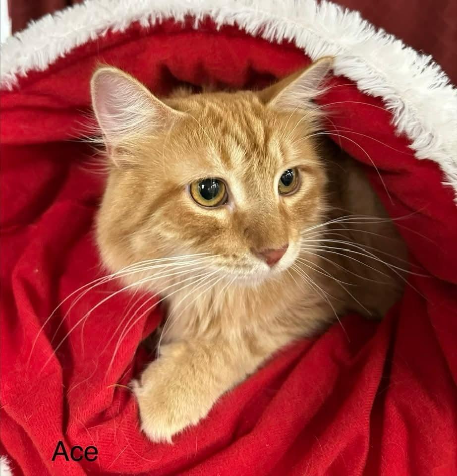 Ace bonded w/Adam, a Adoptable mixed breed in Ballwin, MO image 3/3