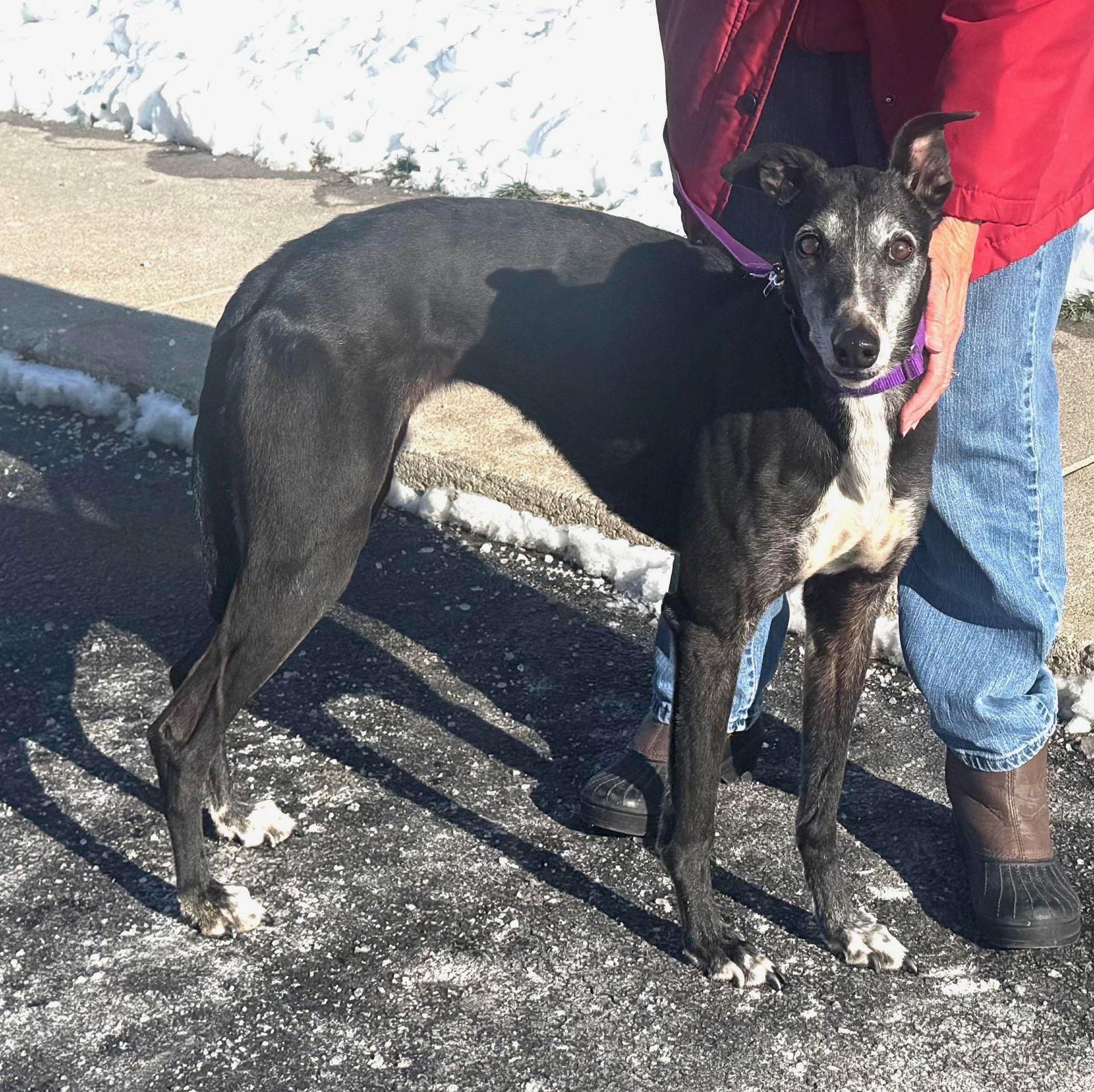 Enlarge Queenie, a Adoptable Greyhound in Kansas City, MO image 1/1