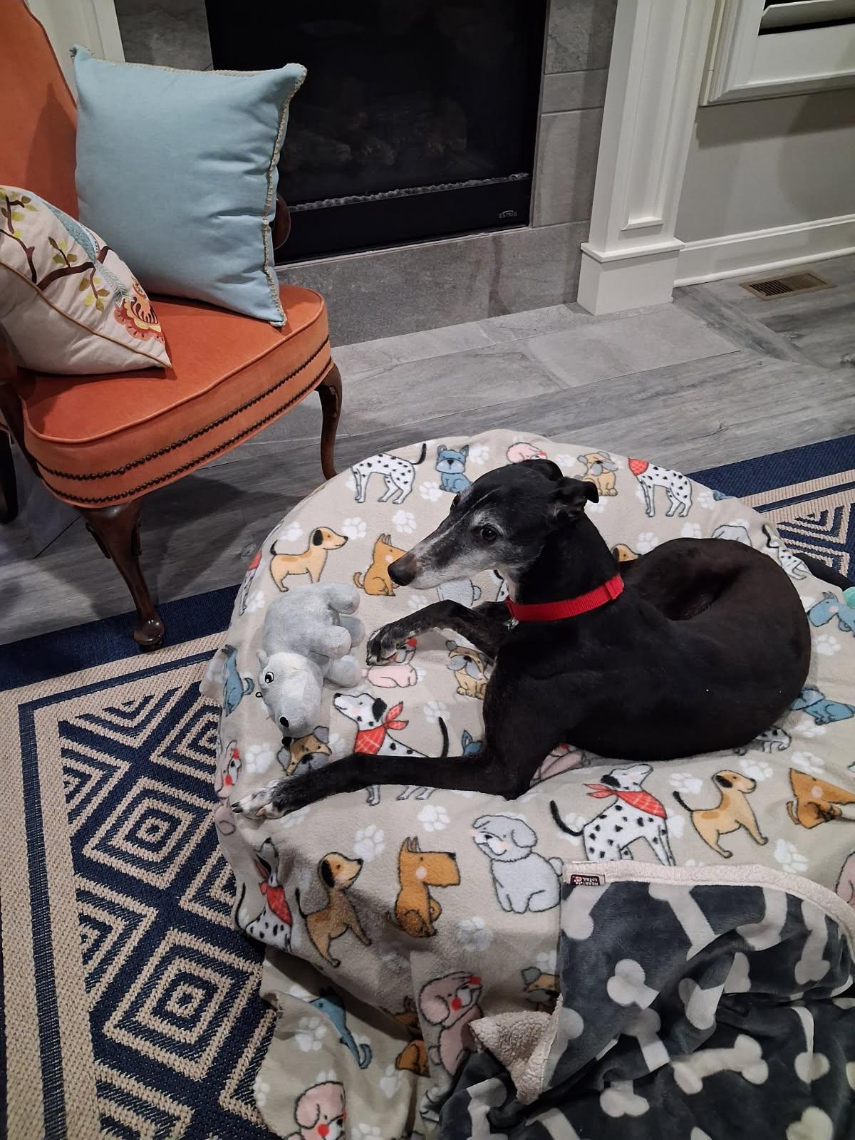 Enlarge Queen, a Adopted Greyhound in Kansas City, MO image 2/3