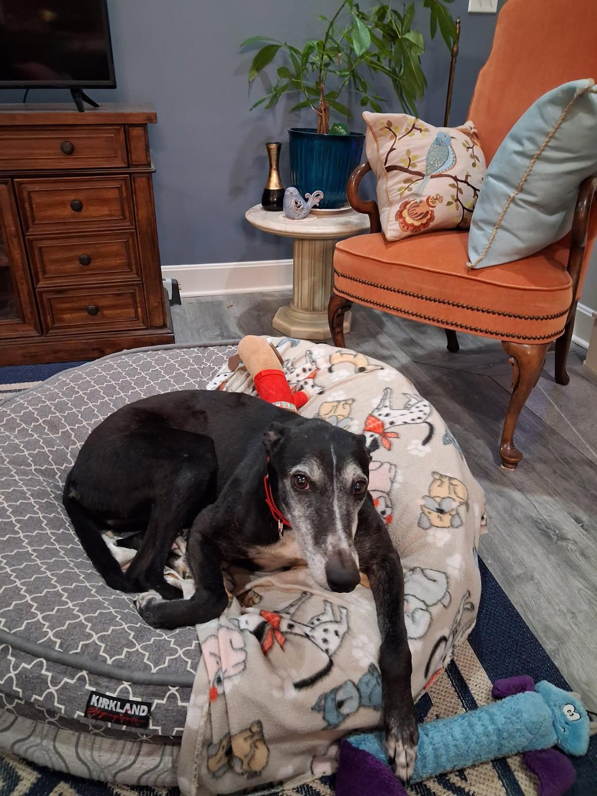 Enlarge Queen, a Adopted Greyhound in Kansas City, MO image 3/3