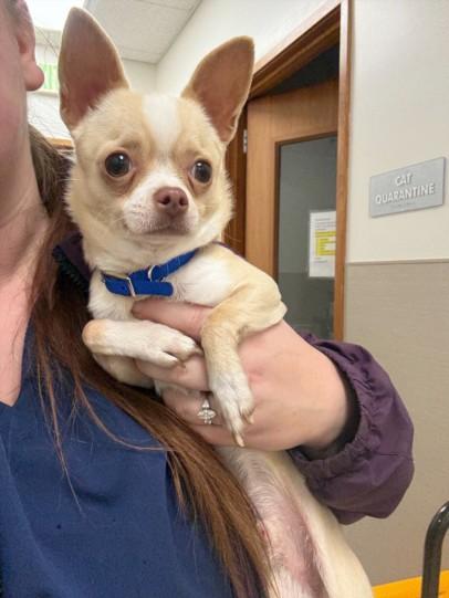 CHOPO, Adoptable, Young Male Chihuahua.