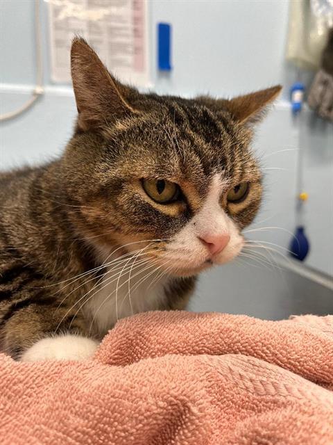 Enlarge RACHEL, a Adoptable Domestic Short Hair in London, ON image 1/1