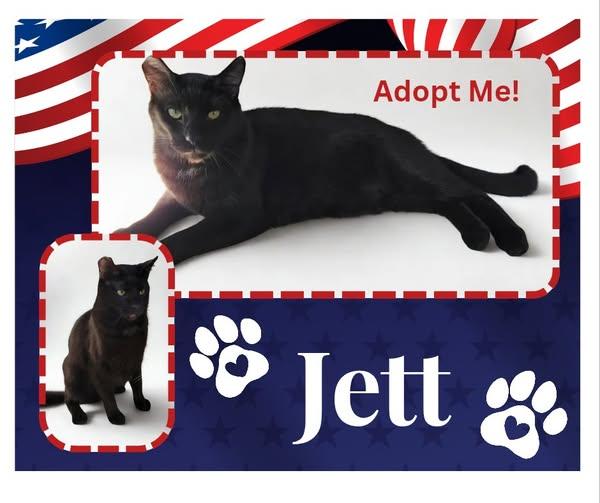 Enlarge Jett, a ADOPTABLE American Shorthair in Paris, IL image 1/1
