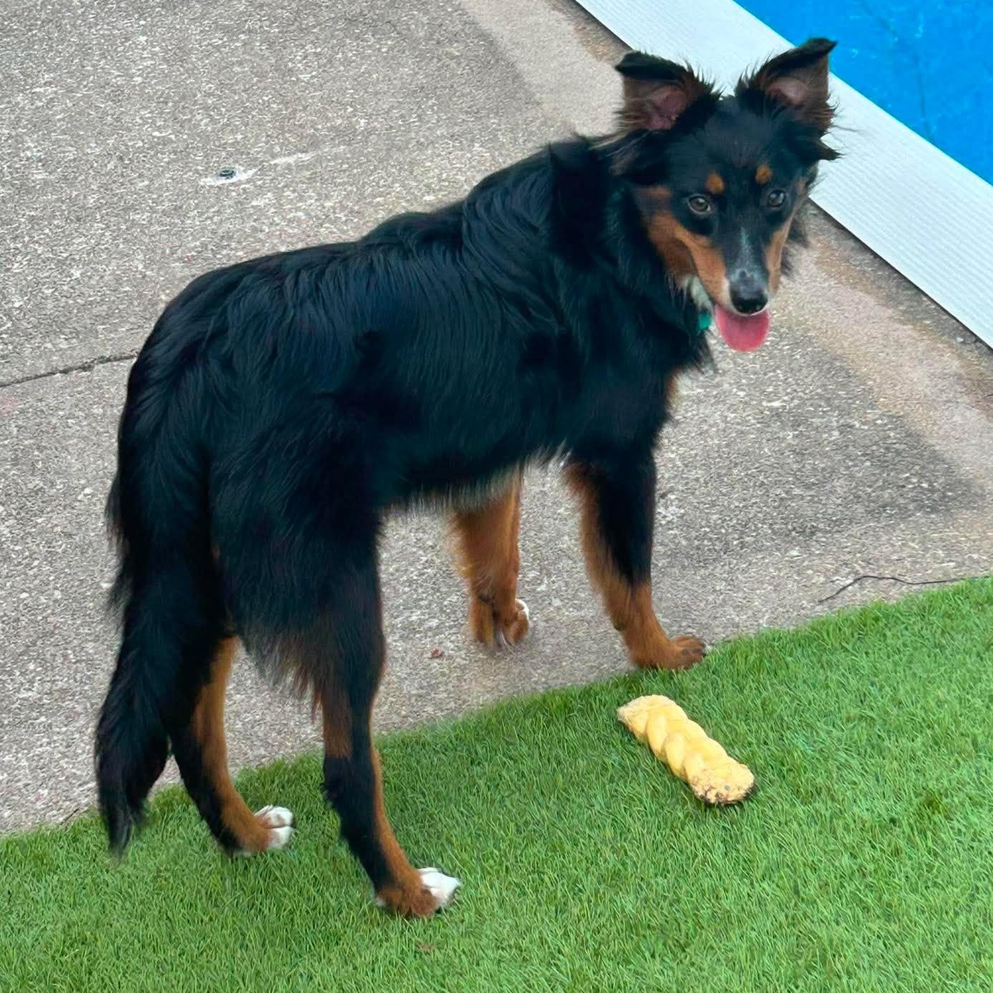 Simon, an adopted mixed breed in Brockport, NY image 2/6