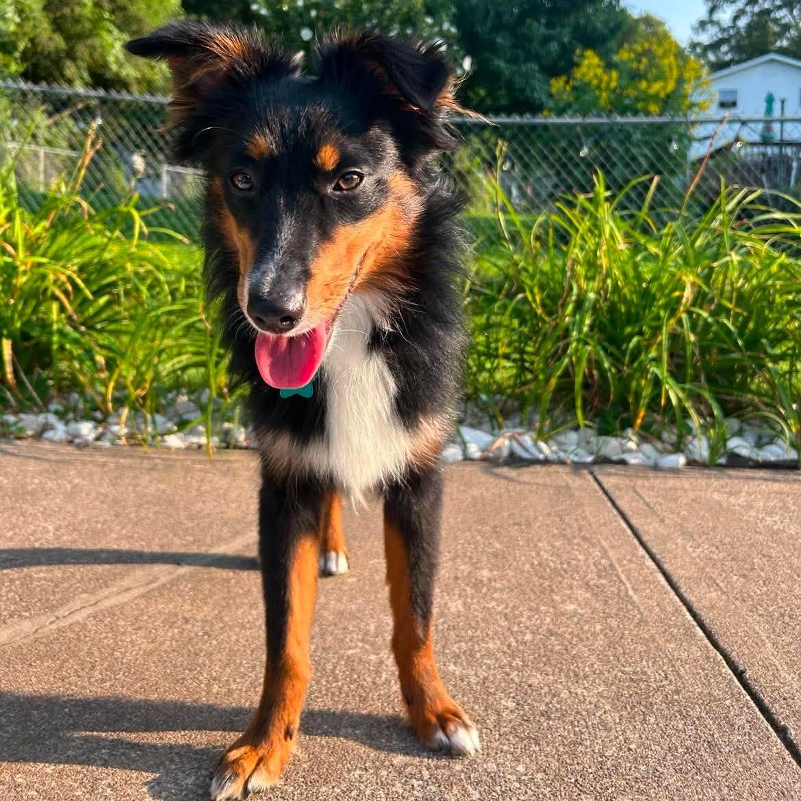 Simon, an adopted mixed breed in Brockport, NY image 6/6