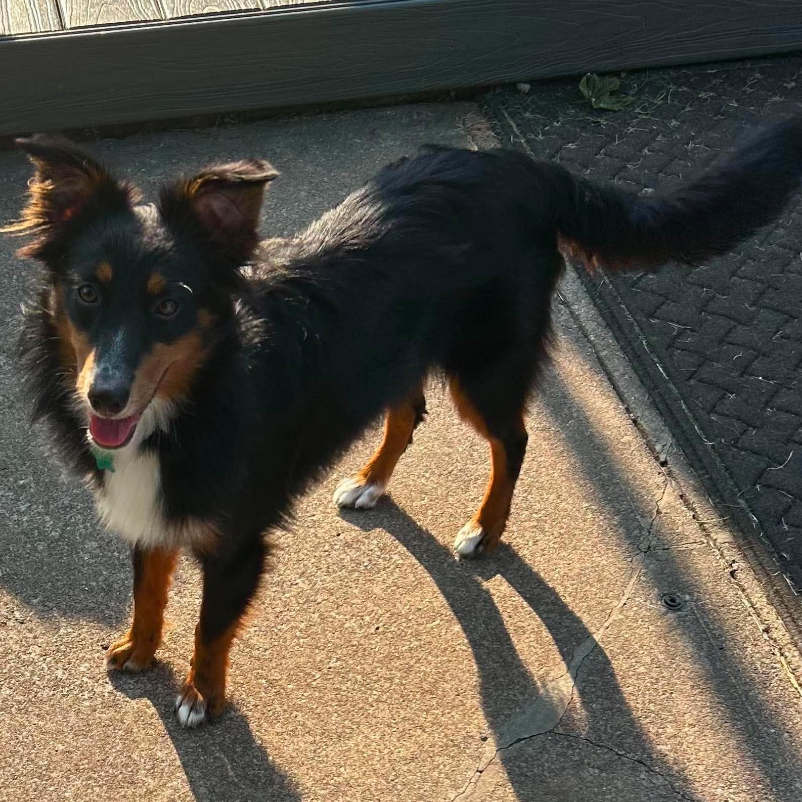 Simon, adopted, Puppy Male Australian Shepherd.