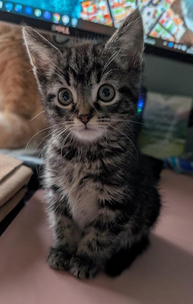 Enlarge ARWEN, a Adopted mixed breed in Wintersville, OH image 1/2