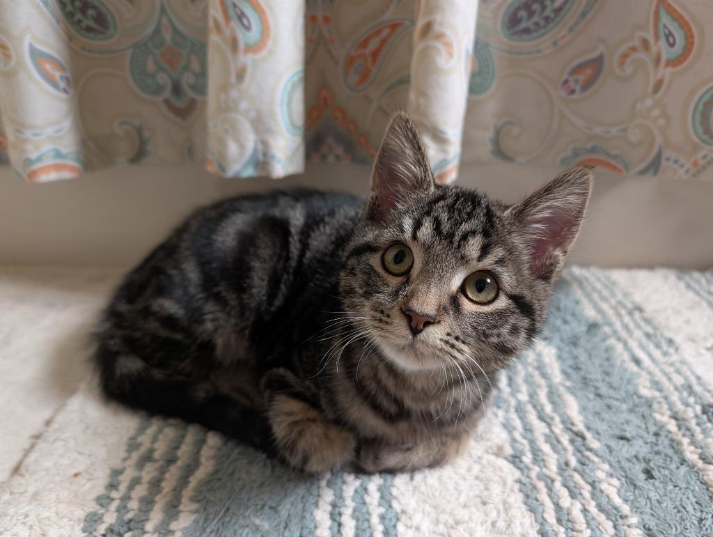 Enlarge ARWEN, a Adopted mixed breed in Wintersville, OH image 2/2