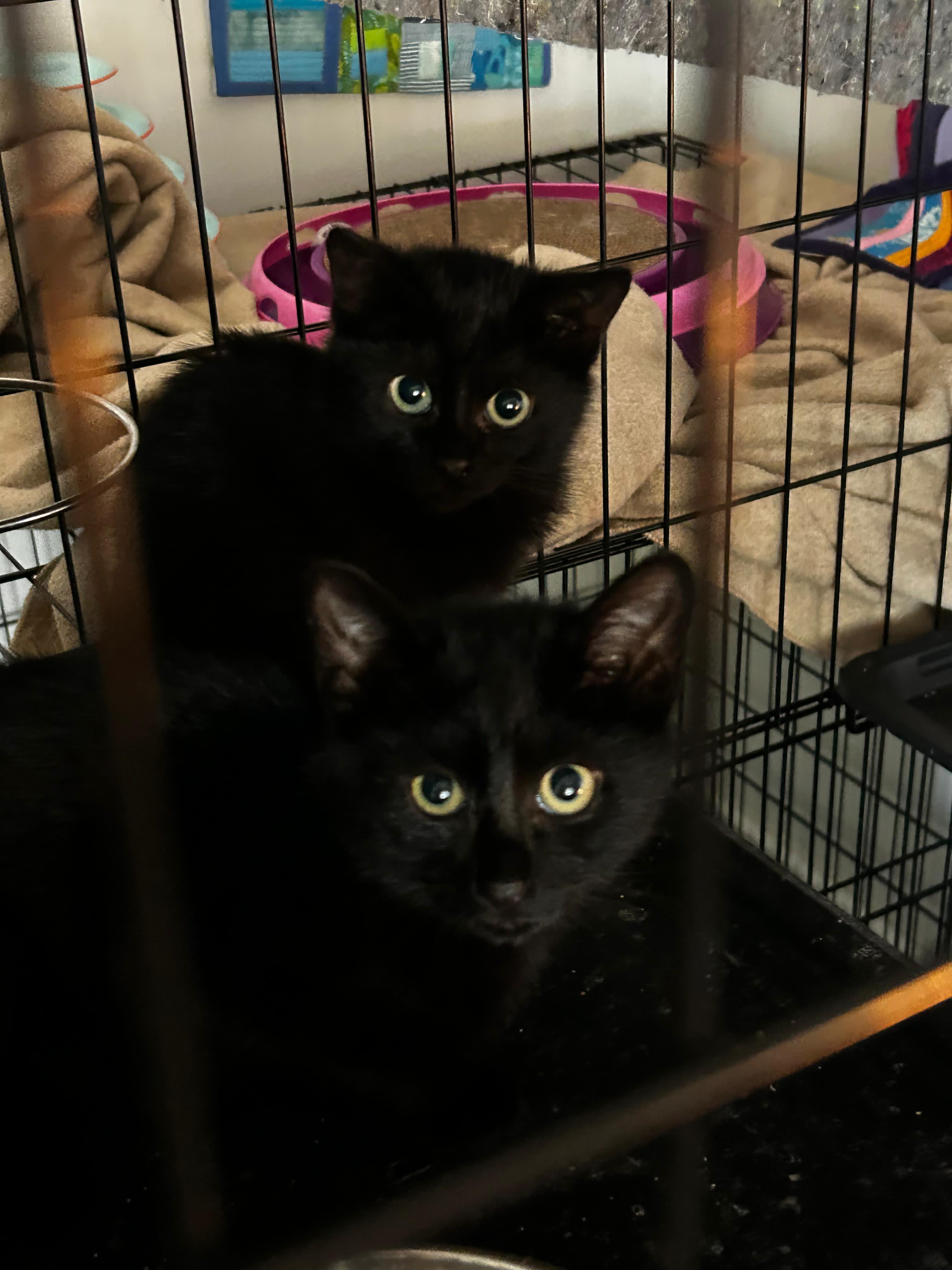 Enlarge Bramble, a Adoptable Domestic Short Hair in St Petersburg, FL image 1/2