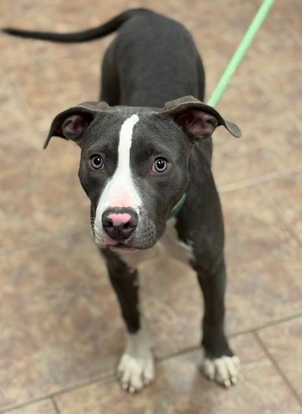 Enlarge Murray, a Adoptable mixed breed in Littleton, CO image 1/1